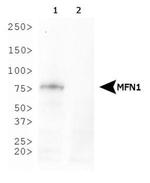 MFN1 Antibody in Western Blot (WB)