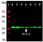 14-3-3 eta Antibody in Western Blot (WB)