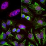 SF3B4 Antibody in Immunocytochemistry (ICC/IF)