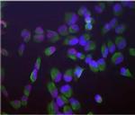 SF3B4 Antibody in Immunocytochemistry (ICC/IF)