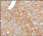 Dopamine Transporter Antibody in Immunohistochemistry (Paraffin) (IHC (P))