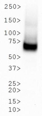 Dopamine Transporter Antibody in Western Blot (WB)