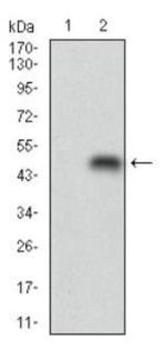 ADFP Antibody in Western Blot (WB)