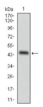 ADFP Antibody in Western Blot (WB)