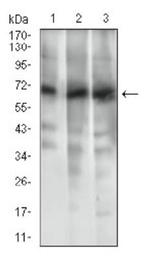 ABCG5 Antibody in Western Blot (WB)