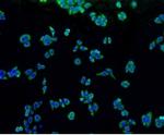 ALPL Antibody in Immunocytochemistry (ICC/IF)