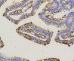 ALPL Antibody in Immunohistochemistry (Paraffin) (IHC (P))