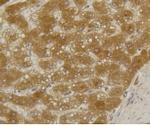 ALPL Antibody in Immunohistochemistry (Paraffin) (IHC (P))