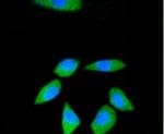 RPS3 Antibody in Immunocytochemistry (ICC/IF)