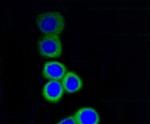 RPS3 Antibody in Immunocytochemistry (ICC/IF)