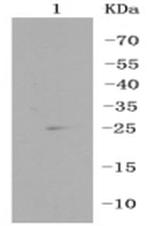 RPS3 Antibody in Western Blot (WB)