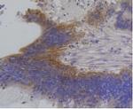 IRF1 Antibody in Immunohistochemistry (Paraffin) (IHC (P))