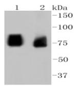 ASH2L Antibody in Western Blot (WB)