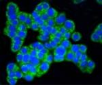 TOMM20 Antibody in Immunocytochemistry (ICC/IF)