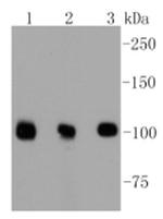 DGCR8 Antibody in Western Blot (WB)