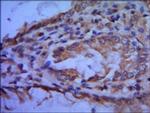 GTF2B Antibody in Immunohistochemistry (Paraffin) (IHC (P))