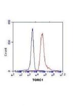 Torc1 Antibody in Flow Cytometry (Flow)