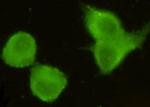 Torc1 Antibody in Immunocytochemistry (ICC/IF)