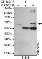 Torc1 Antibody in Immunoprecipitation (IP)