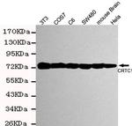 Torc1 Antibody in Western Blot (WB)