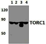 Torc1 Antibody in Western Blot (WB)