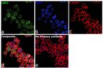 LSD1 Antibody in Immunocytochemistry (ICC/IF)