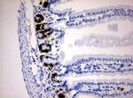 IdU Antibody in Immunohistochemistry (Paraffin) (IHC (P))