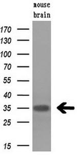 Hex Antibody in Western Blot (WB)