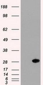 Hex Antibody in Western Blot (WB)