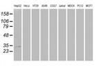 Hex Antibody in Western Blot (WB)