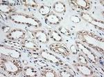 NTF3 Antibody in Immunohistochemistry (Paraffin) (IHC (P))