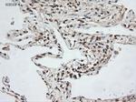 NTF3 Antibody in Immunohistochemistry (Paraffin) (IHC (P))