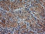 NTF3 Antibody in Immunohistochemistry (Paraffin) (IHC (P))