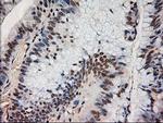 NTF4 Antibody in Immunohistochemistry (Paraffin) (IHC (P))