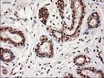 NTF4 Antibody in Immunohistochemistry (Paraffin) (IHC (P))