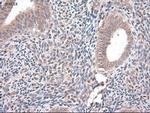 NTF4 Antibody in Immunohistochemistry (Paraffin) (IHC (P))