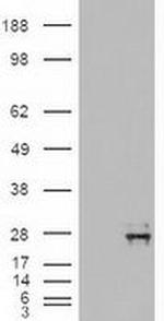 NTF4 Antibody in Western Blot (WB)