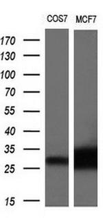 NTF4 Antibody in Western Blot (WB)