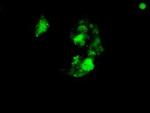 SOX17 Antibody in Immunocytochemistry (ICC/IF)