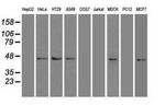 SOX17 Antibody in Western Blot (WB)