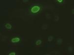 ICAD Antibody in Immunocytochemistry (ICC/IF)