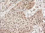 NTF3 Antibody in Immunohistochemistry (Paraffin) (IHC (P))