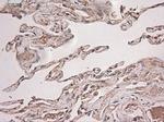 NTF3 Antibody in Immunohistochemistry (Paraffin) (IHC (P))