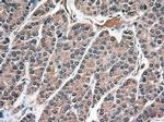 NTF3 Antibody in Immunohistochemistry (Paraffin) (IHC (P))