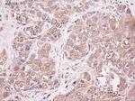 NTF3 Antibody in Immunohistochemistry (Paraffin) (IHC (P))