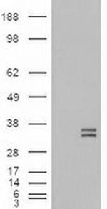 NTF3 Antibody in Western Blot (WB)