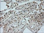 Neurogenin 1 Antibody in Immunohistochemistry (Paraffin) (IHC (P))