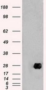 Neurogenin 1 Antibody in Western Blot (WB)