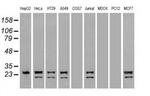 Neurogenin 1 Antibody in Western Blot (WB)