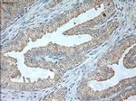 USP13 Antibody in Immunohistochemistry (Paraffin) (IHC (P))